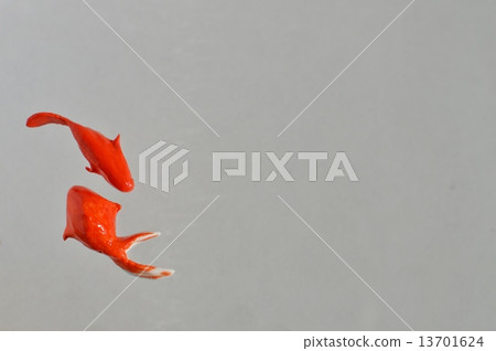 Goldfish   13701624