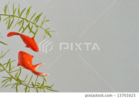 Goldfish   13701625