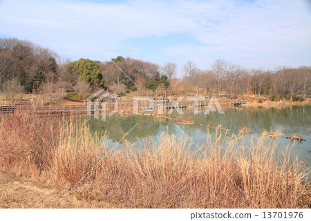 冬季公園 13701976