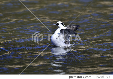 Miko Aisa男 13701977