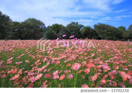 Showa Memorial Park Cosmos 13702238