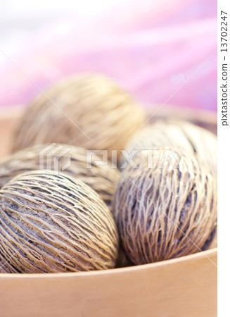 Close up Of Suicide Tree. Close up Of Suicide Tree. 13702247