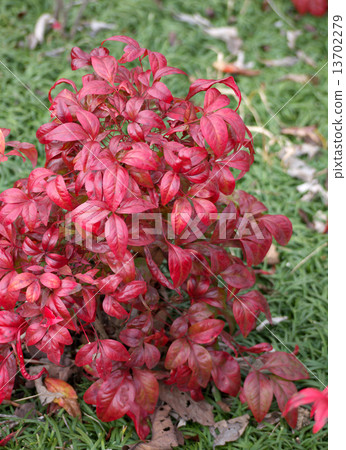 Otahuku Nanten Otahuku Nanten 13702279