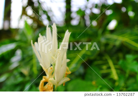 White candle White candle 13702287