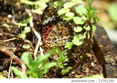 A female of a clawed butterfly butterfly 13702290