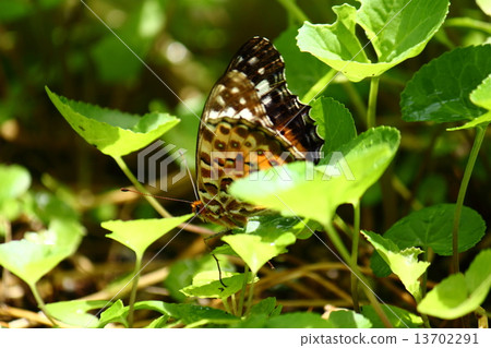 A female of a clawed butterfly butterfly 13702291
