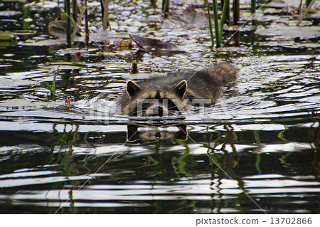 Raccoon swimming Raccoon swimming 13702866