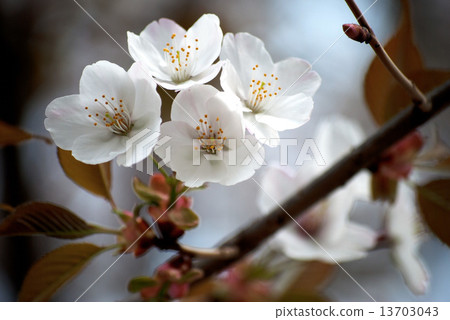 櫻花 13703043