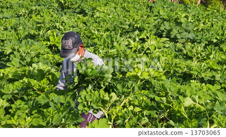 Longevity grass harvest 13703065