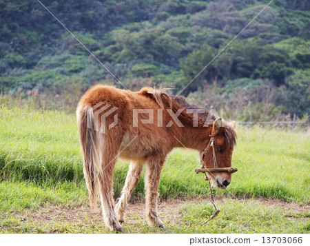 Yonaguni horse 13703066