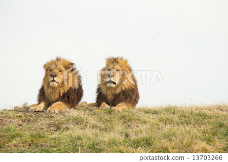 Two Lions 13703266