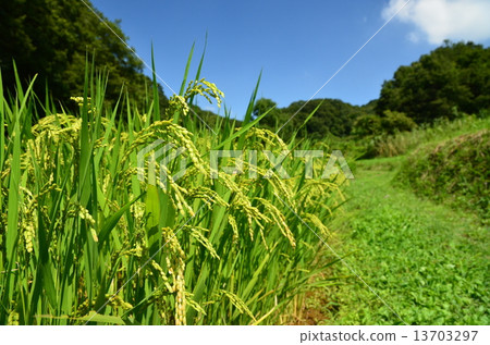 Rice ear before harvest 13703297