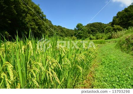 Rice ear before harvest 13703298