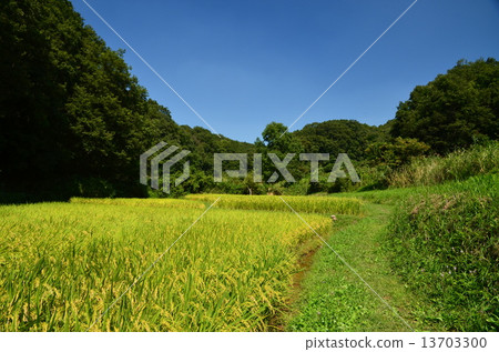 Autumn Satoyama 13703300