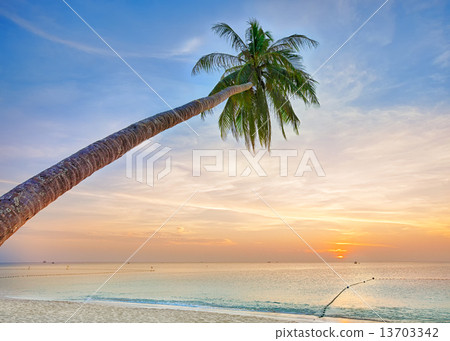 Palm tree leaning over the ocean 13703342