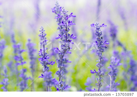 Blue Salvia (salvia farinacea) flowers blooming in the garden Blue Salvia (salvia farinacea) flowers blooming in the garden 13703897