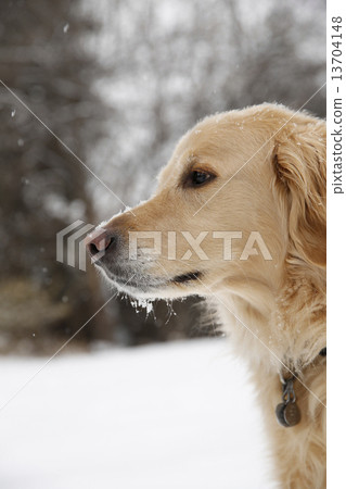金毛獵犬和雪 金毛獵犬和雪 13704148