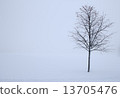 tree in the winter 13705476