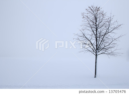 tree in the winter 13705476