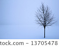 tree in the winter 13705478