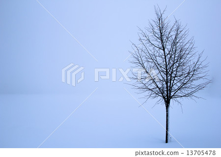 tree in the winter 13705478