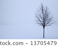 tree in the winter 13705479