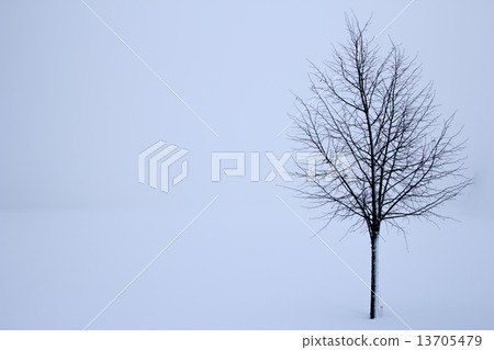 tree in the winter 13705479
