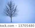 tree in the winter 13705480