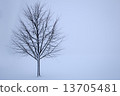 tree in the winter 13705481