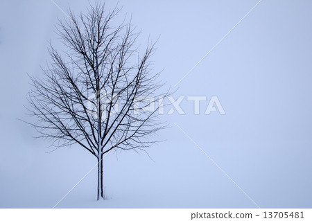 tree in the winter 13705481