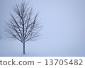tree in the winter 13705482