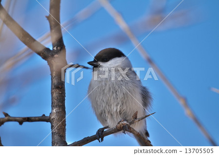 Lashes Lashes 13705505