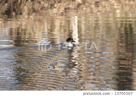 Rhododendron 13705507