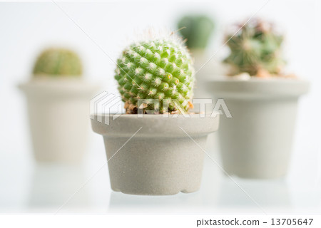 collage of various cactus in front of white background collage of various cactus in front of white background 13705647