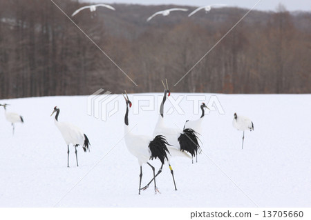 Dandoral cranes Dandoral cranes 13705660