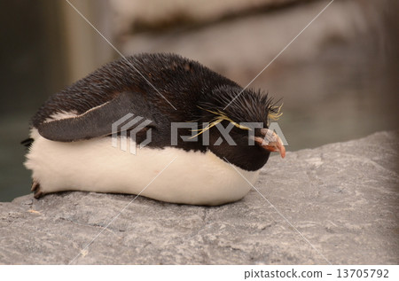 Irwabi penguin 1 13705792