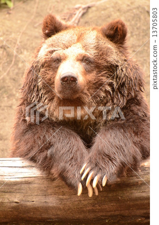 Ezo bears 13705803