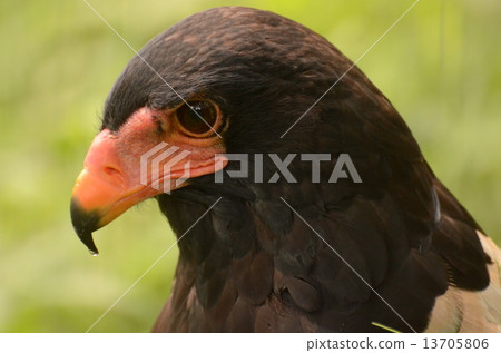 Dollower 2 Dollower 2 13705806