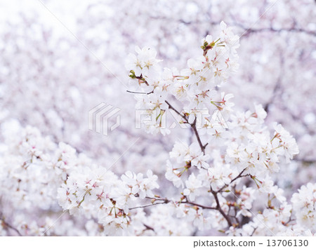 櫻花(Chishimazakura) 櫻花(Chishimazakura) 13706130