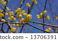 Rubai Spring Flower 13706391