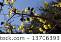 Rubai Spring Flower 13706393