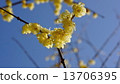 Rubai Spring Flower 13706395