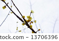 Rubai Spring Flower 13706396