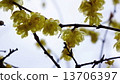 Rubai Spring Flower 13706397