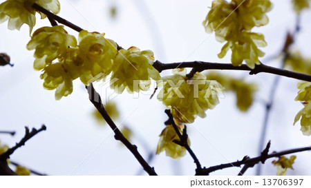 Rubai Spring Flower Rubai Spring Flower 13706397