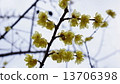 Rubai Spring Flower 13706398