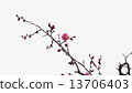 Plum flowers began to bloom Spring flowers 13706403