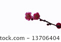 Plum flowers began to bloom Spring flowers 13706404