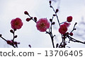 Plum flowers began to bloom Spring flowers 13706405