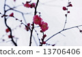 Plum flowers began to bloom Spring flowers 13706406